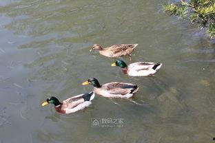 四只小野鸭,“四只小野鸭的奇幻冒险之旅”